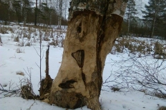 koura-naritud-puu